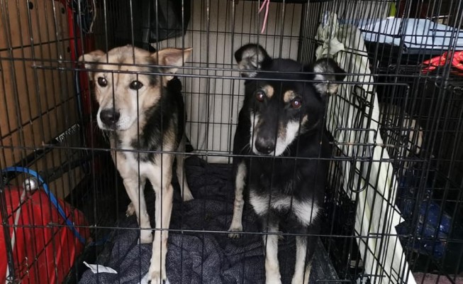 Prokurator zamknął 